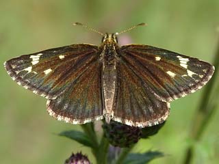 Spiegelfleck-Dickkopffalter  Heteropterus morpheus