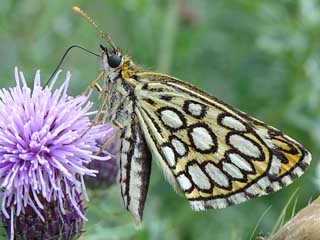 Spiegelfleck-Dickkopffalter  Heteropterus morpheus