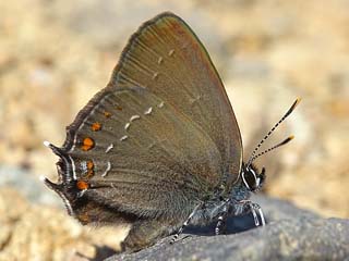 Satyrium ilicis Brauner Eichen-Zipfelfalter  Ilex Hairstreak