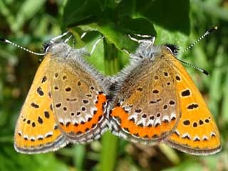 Blauschillernder Feuerfalter  Lycaena helle