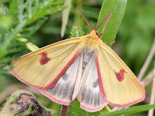 Rotrand-Br Diacrisia sannio Clouded Buff
