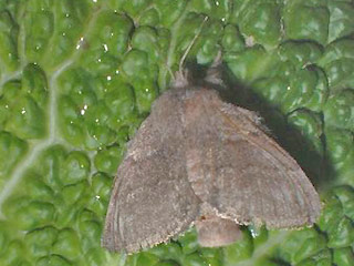 Weibchen Weidornspinner Trichiura crataegi Pale Eggar