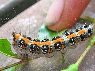 Raupe Acronicta tridens Dreizack-Pfeileule Dark Dagger