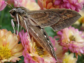 Gro�er Weinschw�rmer Hippotion celerio Silver-striped Hawk-moth