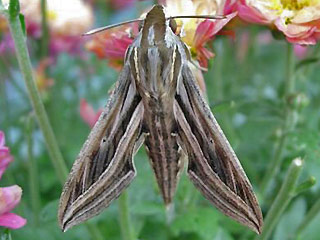 Gro�er Weinschw�rmer Hippotion celerio Silver-striped Hawk-moth