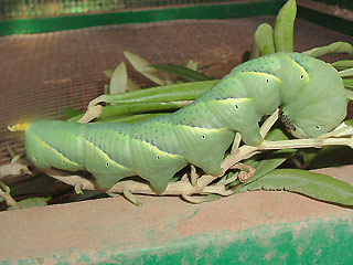 Raupe Totenkopfschwrmer Acherontia atropos Deathhead Hawk-moth