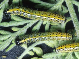 Raupen Kanaren-Weiling Pieris cheiranthi  Canary Islands Large White