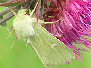 Calamia tridens Gr�neule Burren Green