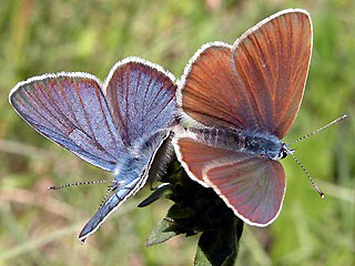 Paarung Rotklee-Bläuling Violetter Wald-Bläuling Polyommatus semiargus Mazarine Blue