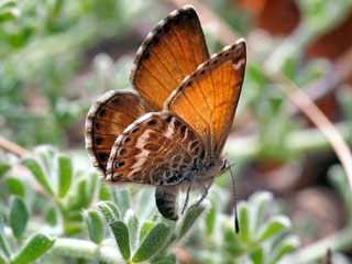 Weibchen bei Eiablage Kanarischer Bluling Cyclyrius webbianus Canary Blue Teneriffa Fuerteventura Gran Canaria Lanzarote La Palma La Gomera El Hierro