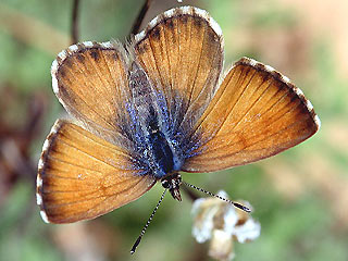 Weibchen Kanarischer Bluling Cyclyrius webbianus Canary Blue