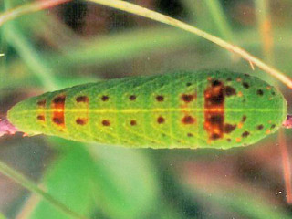 Raupe Segelfalter Iphiclides podalirius Scarce Swallowtail 