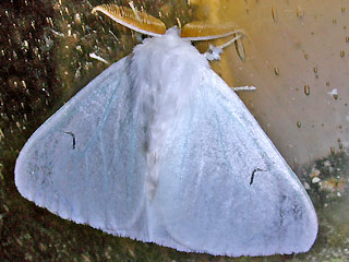 Schwarzes L Arctornis l-nigrum Black V Moth