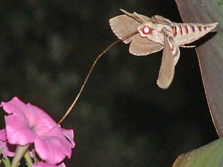 Windenschwrmer Agrius convolvuli Convolvulus Hawk-moth