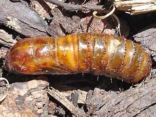 Puppe Ampfer-Wurzelbohrer   Triodia sylvina   Orange Swift