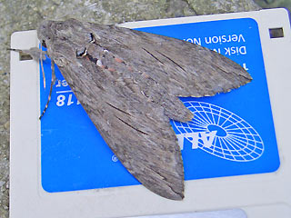 Windenschwrmer Agrius convolvuli Convolvulus Hawk-moth