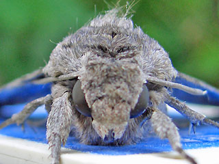 Windenschwrmer Agrius convolvuli Convolvulus Hawk-moth