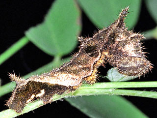 Raupe SchwarzbraunerTrauerfalter   Neptis sappho   Common Glider