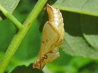 Puppe SchwarzbraunerTrauerfalter   Neptis sappho   Common Glider