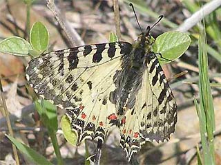 stlicher Osterluzeifalter Allancastria cerisy, Eastern Festoon, Balkan-Osterluzeifalter, A. cerisy