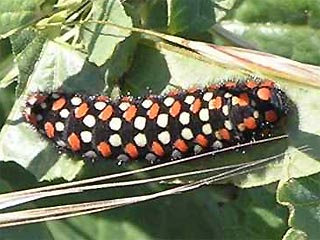 Raupe Osterluzei-Apollo  Archon apollinus False Apollo