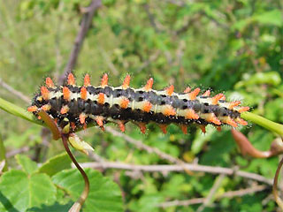 Raupe Zerynthia cretica Cretan Eastern Festoon