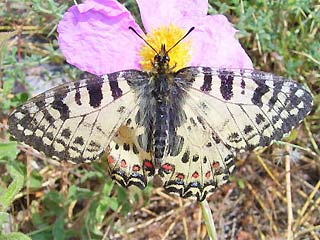 Zerynthia cretica Cretan Eastern Festoon