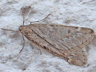 Frühlings-Kreuzflügel Alsophila aescularia March Moth