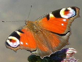 Tagpfauenauge Inachis io Peacock