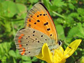 Lycaena ottomanus Grecian Copper