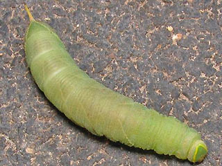 Raupe Pappelschwrmer Laothoe populi Poplar Hawk-moth