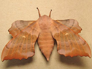 Weibchen Pappelschwrmer Laothoe populi Poplar Hawk-moth