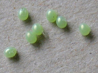 Eier Pappelschwrmer Laothoe populi Poplar Hawk-moth