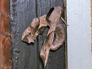 Abendpfauenauge Smerinthus ocellata Eyed Hawk-moth