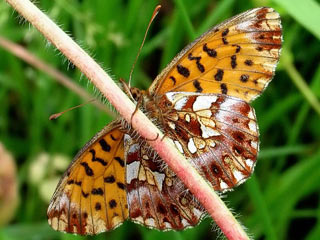 Boloria ( Clossiana ) dia Magerrasen-Perlmutterfalter Weaver's Fritillary 