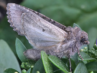 Unterseite Kohleule Mamestra brassicae Cabbage Moth