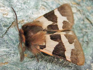 Watsonarctia casta ( deserta ) Steppenbr