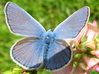 Mnnchen Polyommatus thersites Esparsetten-Bluling Chapman's Blue