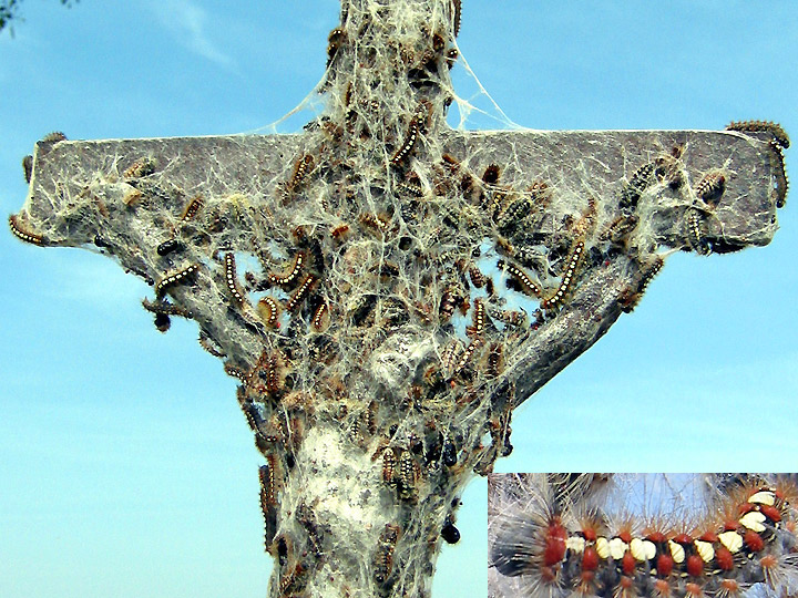 Raupen Leucoma salicis Pappel-Trägspinner White Satin Moth