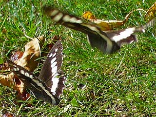 Weißer Waldportier Brintesia ( Aulocera ) circe Great Banded Grayling