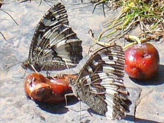 Weier Waldportier Brintesia ( Aulocera ) circe Great Banded Grayling
