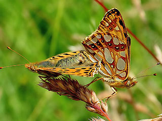 Paarung Kleiner (Silbriger) Perlmutterfalter   Issoria lathonia   Queen of Spain Fritillary