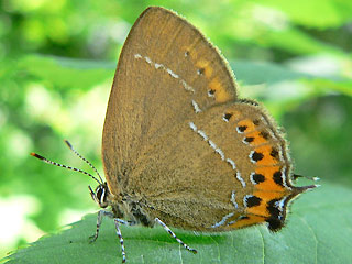 Pflaumen-Zipfelfalter Satyrium pruni Black Hairstreak 