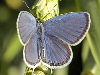 Männchen Kurzschwänziger Bläuling Cupido ( Everes ) argiades Short-tailed Blue