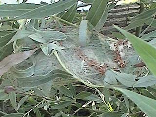 Raupengespinst Yponomeuta rorrella Weidengespinstmotte Willow Ermine
