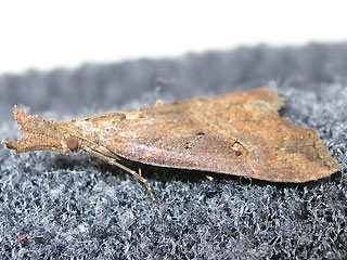 Hopfen-Schnabeleule   Hypena rostralis   Buttened Snout