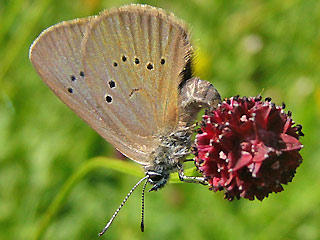 Eiablage Mnnchen Dunkler Wiesenknopf-Ameisen-Bluling Glaucopsyche nausithous Maculinea Dusky Large Blue