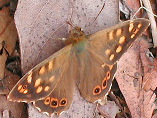 Kanaren-Waldbrettspiel Kanaren Waldbrettspiel Canary Speckled Wood