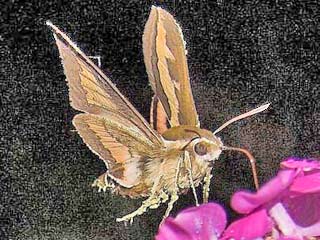 Labkraut-Schwärmer Hyles gallii Bedstraw Hawk-moth