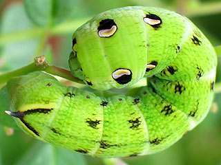 Grne Raupe Mittlerer Weinschwrmer, Deilephila elpenor, Elephant Hawk-moth